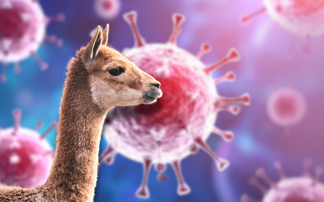 IMMOCARTEP : DES ANTICORPS DE LAMA POUR MIEUX SOIGNER LES CANCERS DU SANG