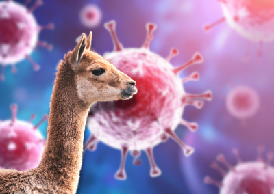 IMMOCARTEP : DES ANTICORPS DE LAMA POUR MIEUX SOIGNER LES CANCERS DU SANG